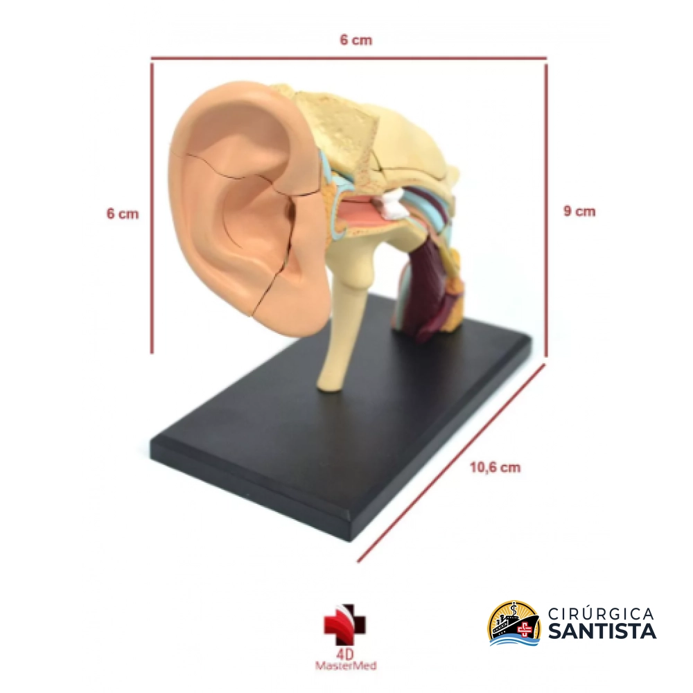 Modelo Anatômico do Aparelho Auditivo - 4D MASTER