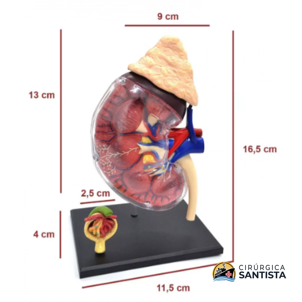 Modelo Anatômico do Sistema Renal - 4D MASTER