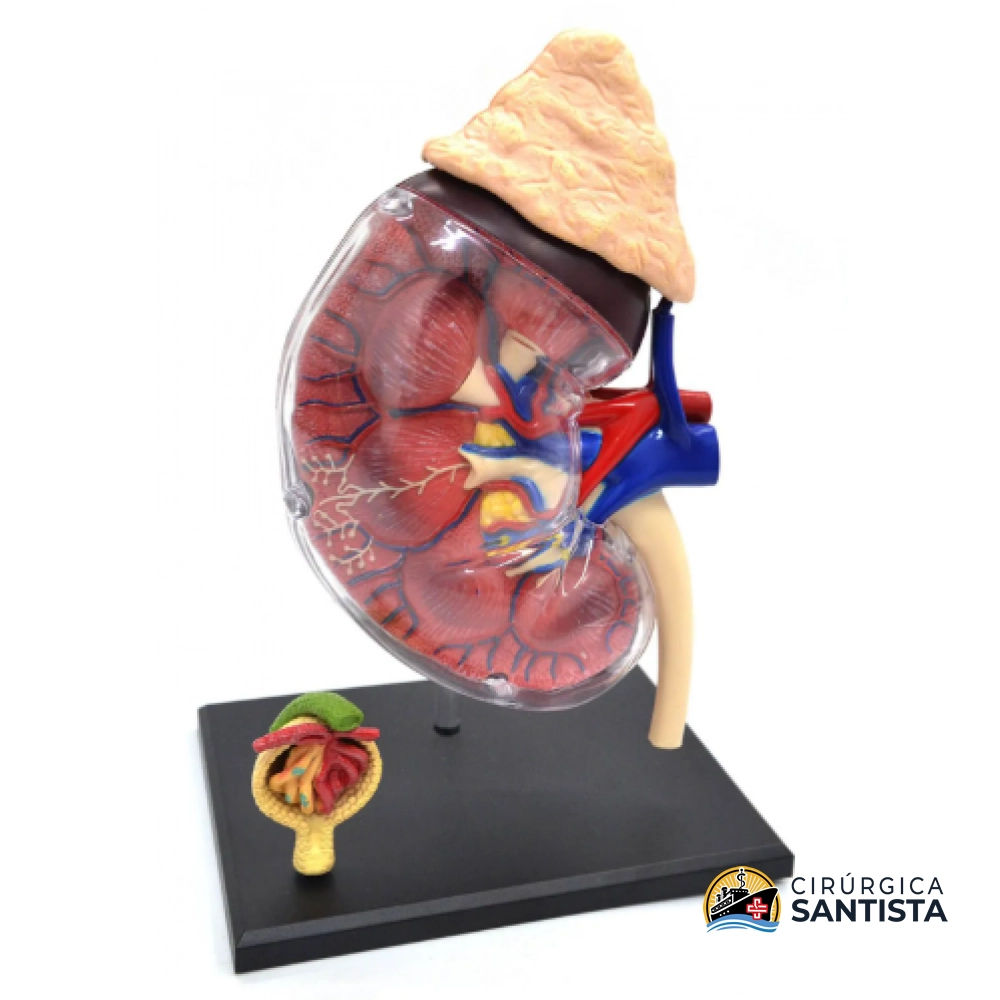 Modelo Anatômico do Sistema Renal - 4D MASTER