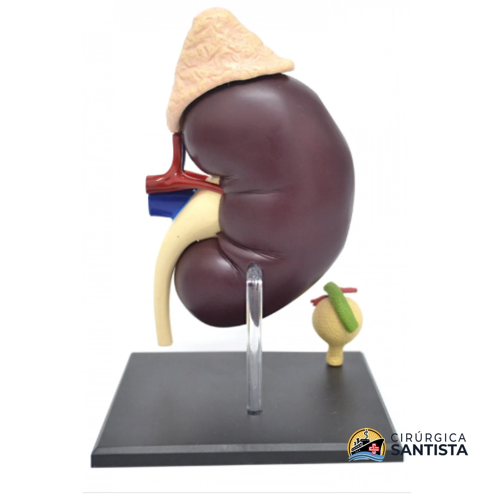 Modelo Anatômico do Sistema Renal - 4D MASTER